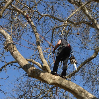 Creative Vision Tree & Landscape Services - a man in a tree - Tree Services Near Me - O'Brien, Florida