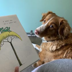 TailWaggers Pet Chateau