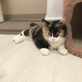 Rescued Treasures Cat Cafe - Pet Adoption Near Me - Las Vegas, Nevada Rescued Treasures Cat Cafe - Pet Adoption Near Me - Las Vegas, Nevada