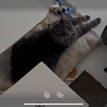 Purrvana - A screenshot I took from the camera, which can be zoomed in and out and moved to show different angles. - Pet Sitting Near Me - Los Angeles, California Purrvana - A screenshot I took from the camera, which can be zoomed in and out and moved to show different angles. - Pet Sitting Near Me - Los Angeles, California