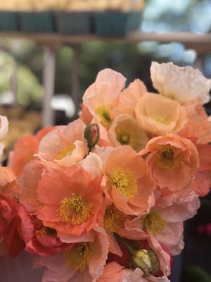 Salt Spring Saturday Market by null