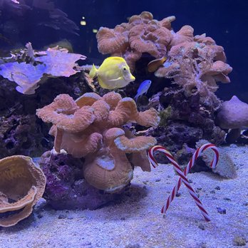 Indianapolis Zoo - Fish - Zoos Near Me - Indianapolis, Indiana Indianapolis Zoo - Fish - Zoos Near Me - Indianapolis, Indiana