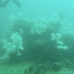 Metridium fields off San Carlos breakwater/pipeline