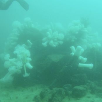 Aquarius Dive Shop - Metridium fields off San Carlos breakwater/pipeline - Dive Shops Near Me - Monterey, California