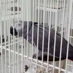Farmer Girl Exotic Gardens - Gray