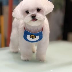 Uptown Paw