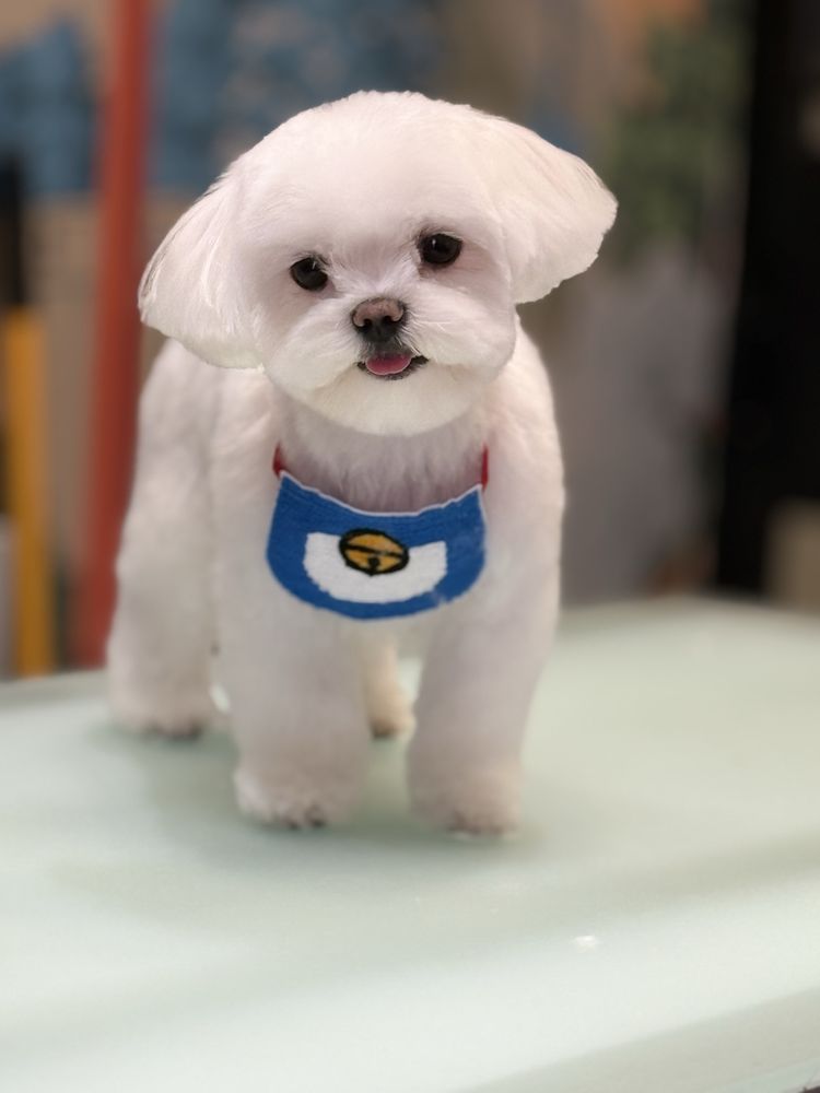 Uptown Paw - pet boarding facility in Huntington Beach, CA