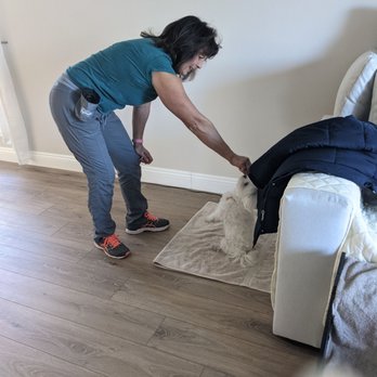 I Talk Dog - Denise is teaching our pup a new trick :) Bunny loved the treats! - Pet Training Near Me I Talk Dog - Denise is teaching our pup a new trick :) Bunny loved the treats! - Pet Training Near Me