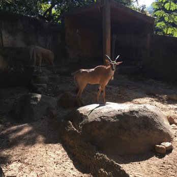 Zoologico De Vallarta - Not sure what these are called, but the other was missing an antler. - Zoos Near Me - Boca de Mixmaloya, JAL