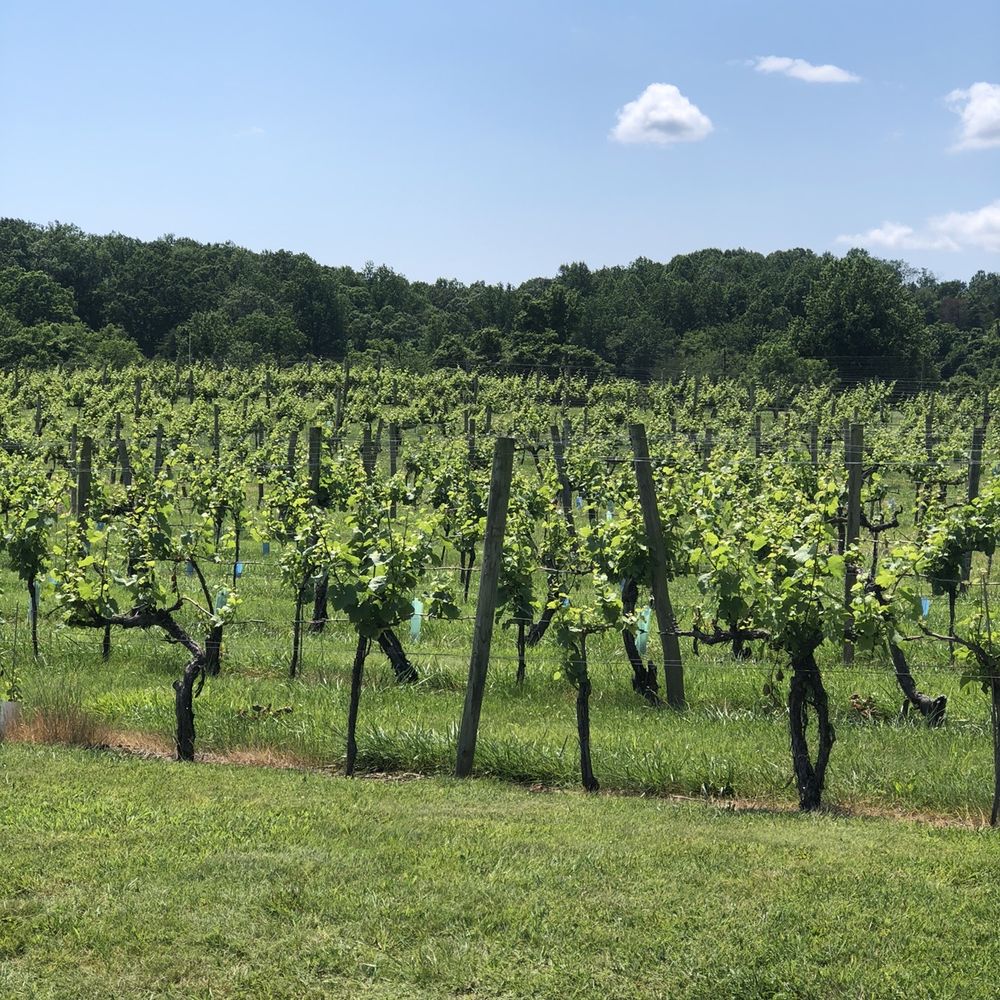 Pearmund Cellars - The views - Wineries Near Me - Broad Run, Virginia Pearmund Cellars - The views - Wineries Near Me - Broad Run, Virginia