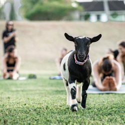 808 Goat Yoga