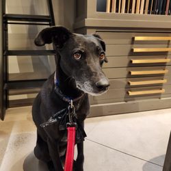 RH Salt Lake City | The Gallery at City Creek - Pupper friendly