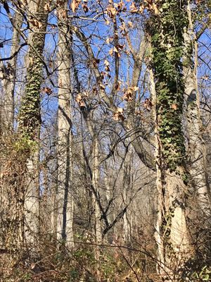 South Mountain Reservation by null