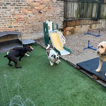 Wiggley Field Dog Daycare - Pet Groomers Near Me - Chicago, Illinois Wiggley Field Dog Daycare - Pet Groomers Near Me - Chicago, Illinois