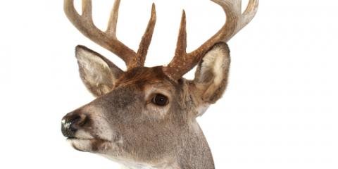 Mike's Taxidermy of Southern Ohio - taxidermy in Hamilton, OH