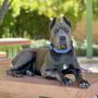 Photo of Manners with Meg Dog Training