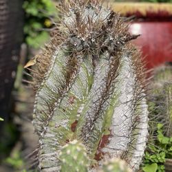 Navarros Mixed Nursery - I don't know what this is called but it looks cool