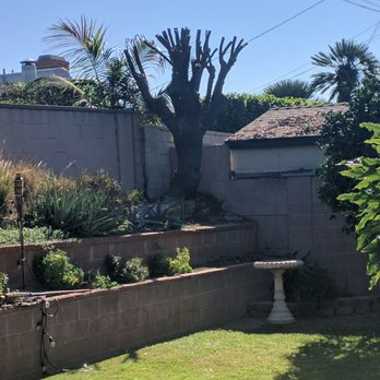 Savings Tree Service - Here is what it looks like now. They did such an excellent job - Tree Services Near Me - Whittier, California