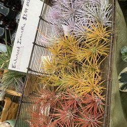 Growing Grounds Downtown - Air plants