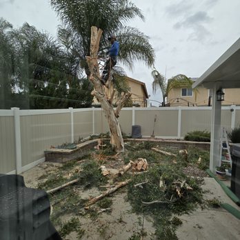 Gutierrez Quality Concrete - In the process of cutting down the tree, cutting and removing roots. - Masonry/Concrete Near Me