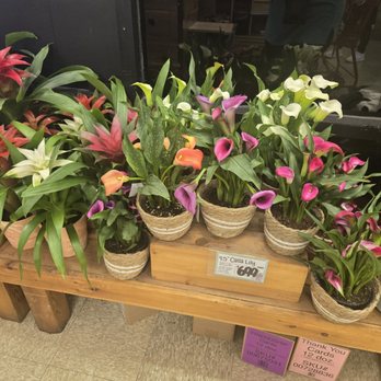 Trader Joe's - Calla lilies - Grocery Near Me - Fairfield, California Trader Joe's - Calla lilies - Grocery Near Me - Fairfield, California