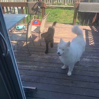 What About Me Kitty And Pet Sitters - Bluejean and Finn - Pet Sitting Near Me - Uxbridge, Ontario What About Me Kitty And Pet Sitters - Bluejean and Finn - Pet Sitting Near Me - Uxbridge, Ontario