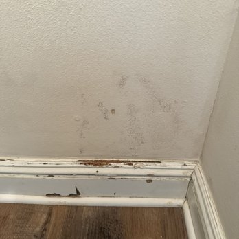 Mold Technical Services - Environmental Testing Near Me Mold Technical Services - Environmental Testing Near Me