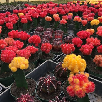 Florida Cactus - Nurseries & Gardening Near Me - Apopka, Florida Florida Cactus - Nurseries & Gardening Near Me - Apopka, Florida