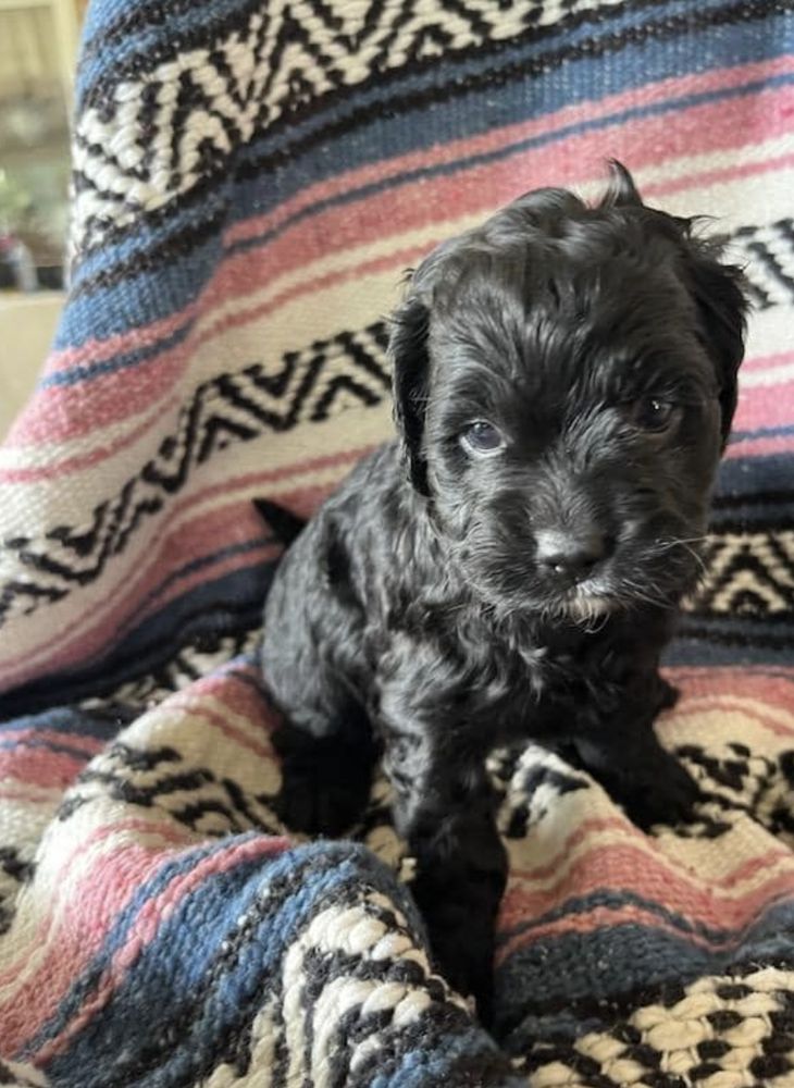 KATHY’S KOUNTRY KENNEL Updated September 2024 20 Photos 3409 W