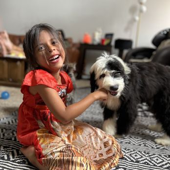 California Magnificent Mini Sheepadoodles - Puppy - Pet Breeders Near Me California Magnificent Mini Sheepadoodles - Puppy - Pet Breeders Near Me