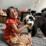 Photo of California Magnificent Mini Sheepadoodles
