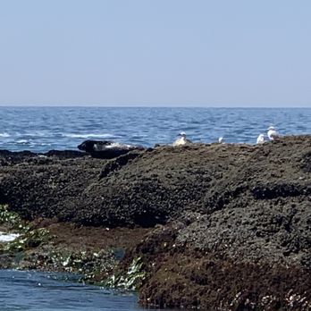 Treasure Island Beach - Seal sunbathing - Beaches Near Me - Laguna Beach, California Treasure Island Beach - Seal sunbathing - Beaches Near Me - Laguna Beach, California