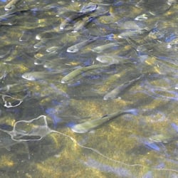 Whatcom Falls Trout Hatchery