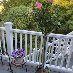 Nielsen's Florist And Garden Shop - Beautiful hibiscus
