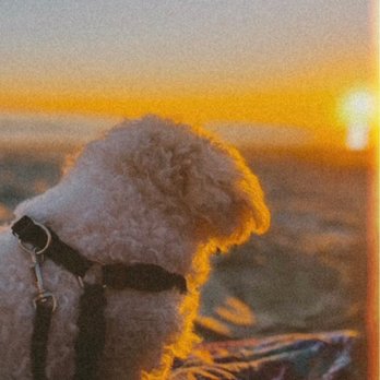 Coronado Dog Beach - Ollie taking in the sunset at Coronado Dog Beach. - Beaches Near Me - Coronado, California Coronado Dog Beach - Ollie taking in the sunset at Coronado Dog Beach. - Beaches Near Me - Coronado, California
