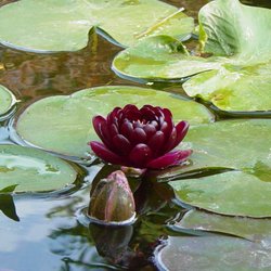 Koi Gardens - Black Princess Water Lily