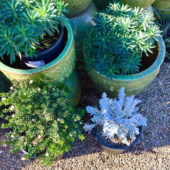7 Day Nursery - Dusty miller - Nurseries & Gardening Near Me - Santa Barbara, California 7 Day Nursery - Dusty miller - Nurseries & Gardening Near Me - Santa Barbara, California
