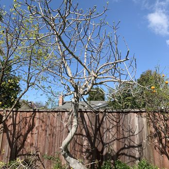Ecosite Landscaping - Fig tree - Landscaping Near Me Ecosite Landscaping - Fig tree - Landscaping Near Me