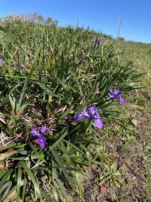 Tomales Bay Trailhead by null