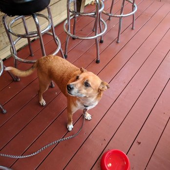 Yellow Dog Eats - Dog friendly - Sandwiches Near Me - Windermere, Florida Yellow Dog Eats - Dog friendly - Sandwiches Near Me - Windermere, Florida