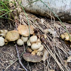 Scleroderma citrinum, the Common Earthball with the parastic bolete, Pseudoboletus parasiticus