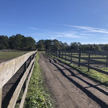 P & L Stables - You can trail ride back in the woods - Horseback Riding Near Me - Bunnell, Florida