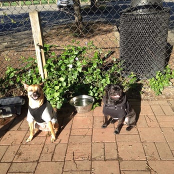 Badger Dog Park - My lovers .. Solo (basenji) and Cooper (pug) 23lbs each perfect park for them to run around. - Dog Parks Near Me - Healdsburg, California Badger Dog Park - My lovers .. Solo (basenji) and Cooper (pug) 23lbs each perfect park for them to run around. - Dog Parks Near Me - Healdsburg, California
