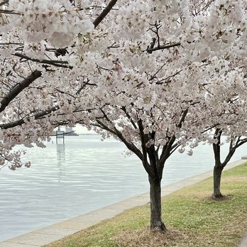 Fort McHenry - How a 2024 photo of Fort McHenry's spring cherry blossoms stayed this long in my phone's photos I cant guess! - Landmarks & Historical Buildings Near Me - Baltimore, Maryland