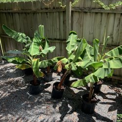 Hammock Gardens - Banana plants!