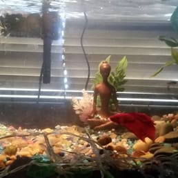 Pump working, fish happy happy happy!