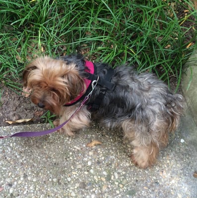 DEBBIE’S MOBILE DOG GROOMING - Pet Groomers - 7505 Democracy Blvd, Bethesda, MD - Phone Number DEBBIE’S MOBILE DOG GROOMING - Pet Groomers - 7505 Democracy Blvd, Bethesda, MD - Phone Number