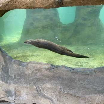 Bearizona - otters - Zoos Near Me - Williams, Arizona