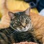 Photo of Paws at Peace