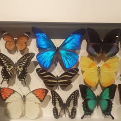 Mi Museo Universitario. - Increíbles especies de mariposas!